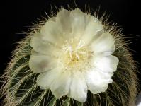 Thumbnail of 2080_Notocactus warasii_20170916_02(1).JPG